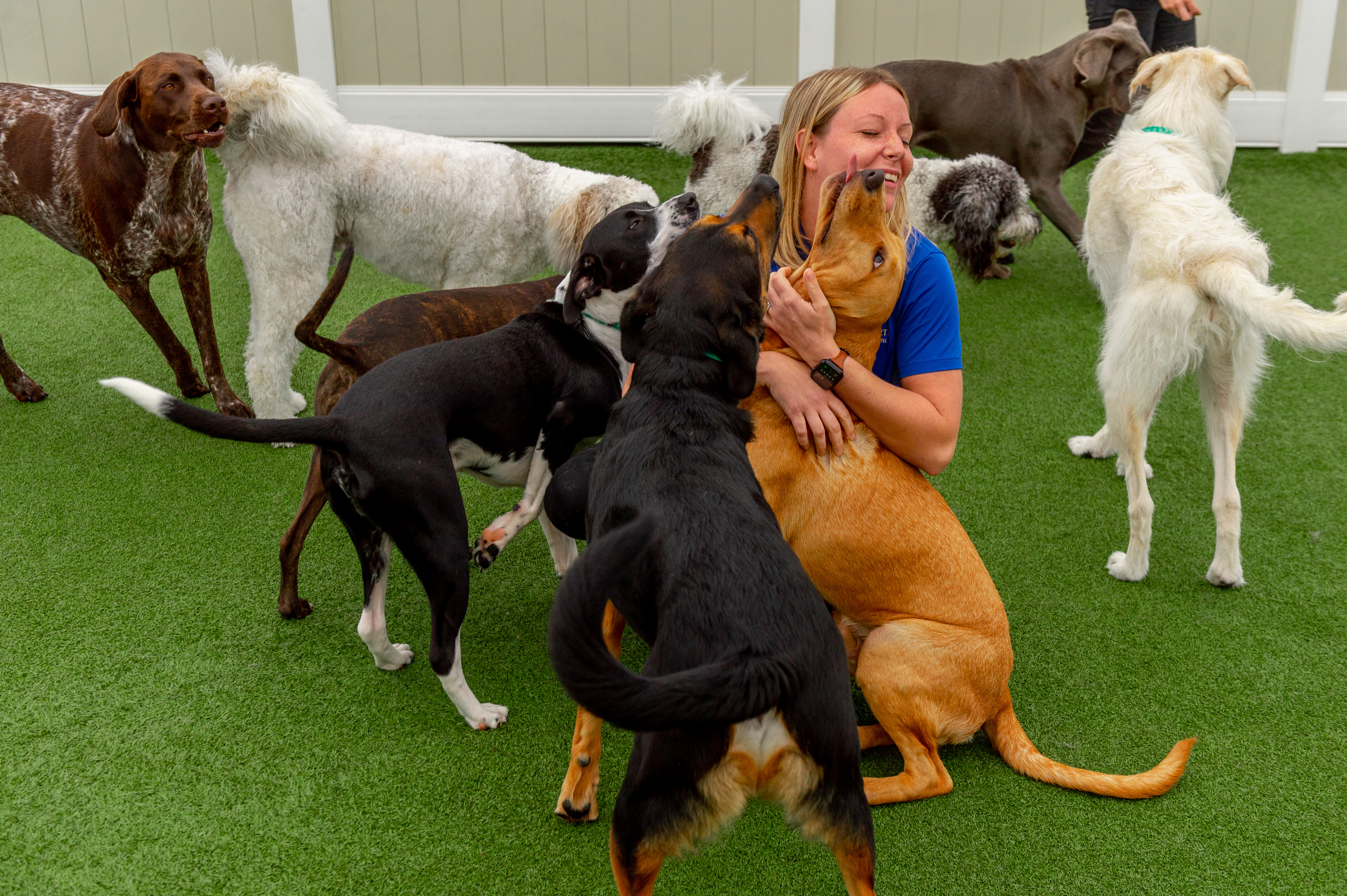 Playful big dogs enjoying a day at Hillsborough Large Dog Daycare with their friendly caregivers.